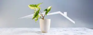 Do Indoor Plants Help Indoor Air Quality?